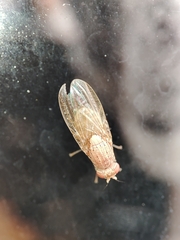 Brachycera