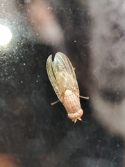 Brachycera