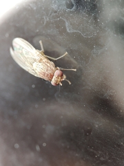 Brachycera