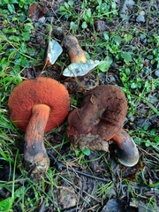 Neoboletus erythropus