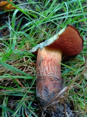 Neoboletus erythropus