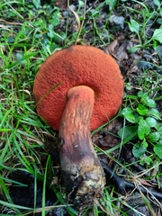 Neoboletus erythropus