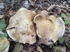Cortinarius infractus