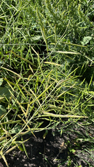 Brassica napus