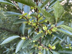 Ulmaceae