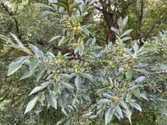 Ulmaceae