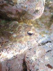 Diplocrepis puniceus