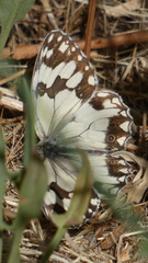 Melanargia lachesis