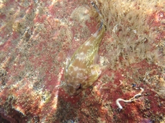 Diplocrepis puniceus