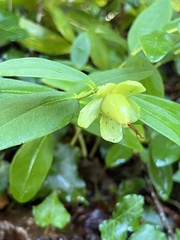 Exobasidium vaccinii