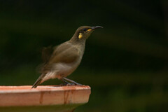 Microptilotis imitatrix