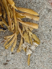 Halidrys