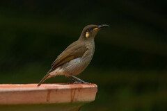 Microptilotis imitatrix