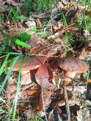 Neoboletus luridiformis