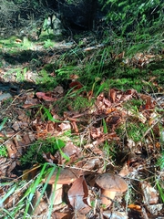 Neoboletus luridiformis