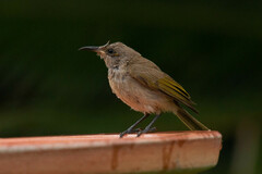 Lichmera indistincta