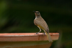 Lichmera indistincta