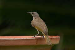 Lichmera indistincta