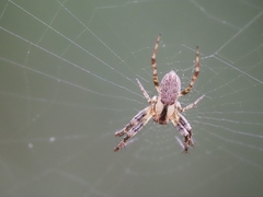 Araneidae
