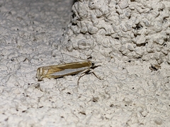 Crambus