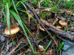 Tricholoma