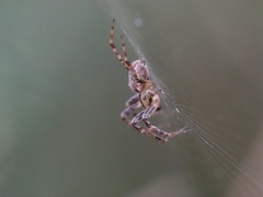Araneidae