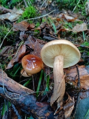 Tricholoma