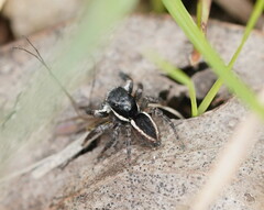 Jotus auripes