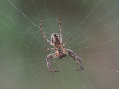 Araneidae