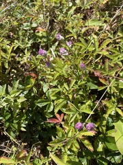 Polygala sanguinea