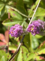 Polygala sanguinea