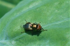 Physiphora alceae