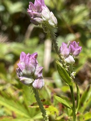Polygala sanguinea