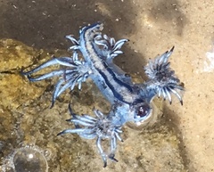 Glaucus atlanticus