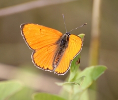 Lycaena dispar