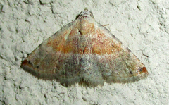 Eublemma gayneri