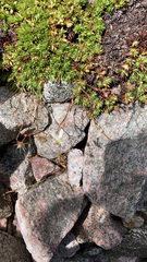 Saxifraga bronchialis