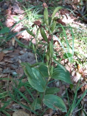 Cephalanthera damasonium