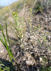 Meniocus linifolius