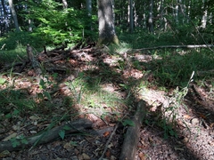 Cephalanthera damasonium