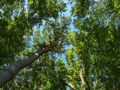 Cephalanthera damasonium