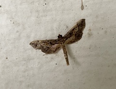 Hydririni