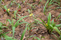 Spathoglottis gracilis