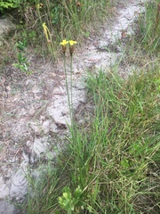 Xyris louisianica