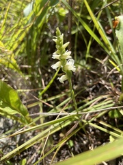Spiranthes ochroleuca