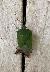 Chinavia acuta