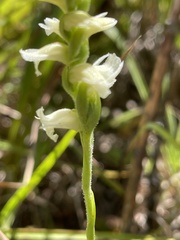 Spiranthes ochroleuca
