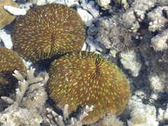 Fungia fungites