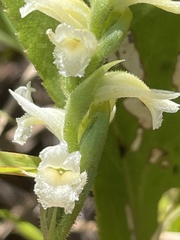 Spiranthes ochroleuca
