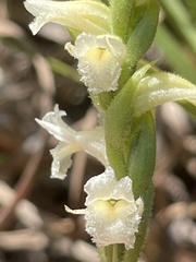Spiranthes ochroleuca